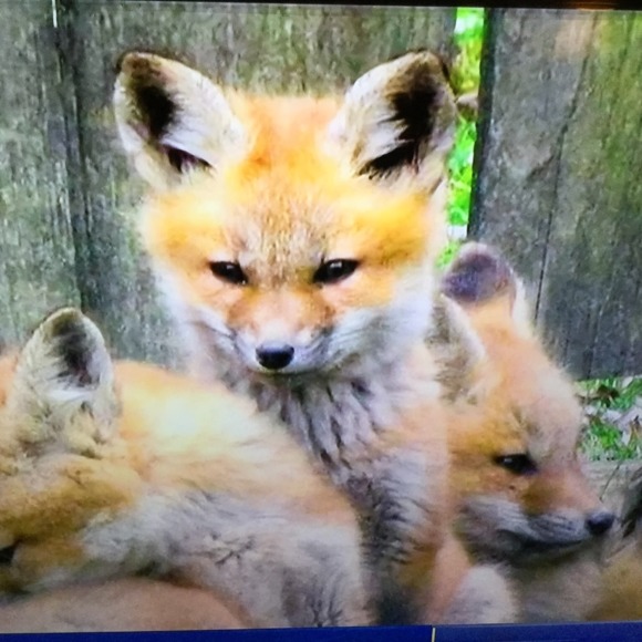 Meet your Posher, Tracy - Picture 1 of 1